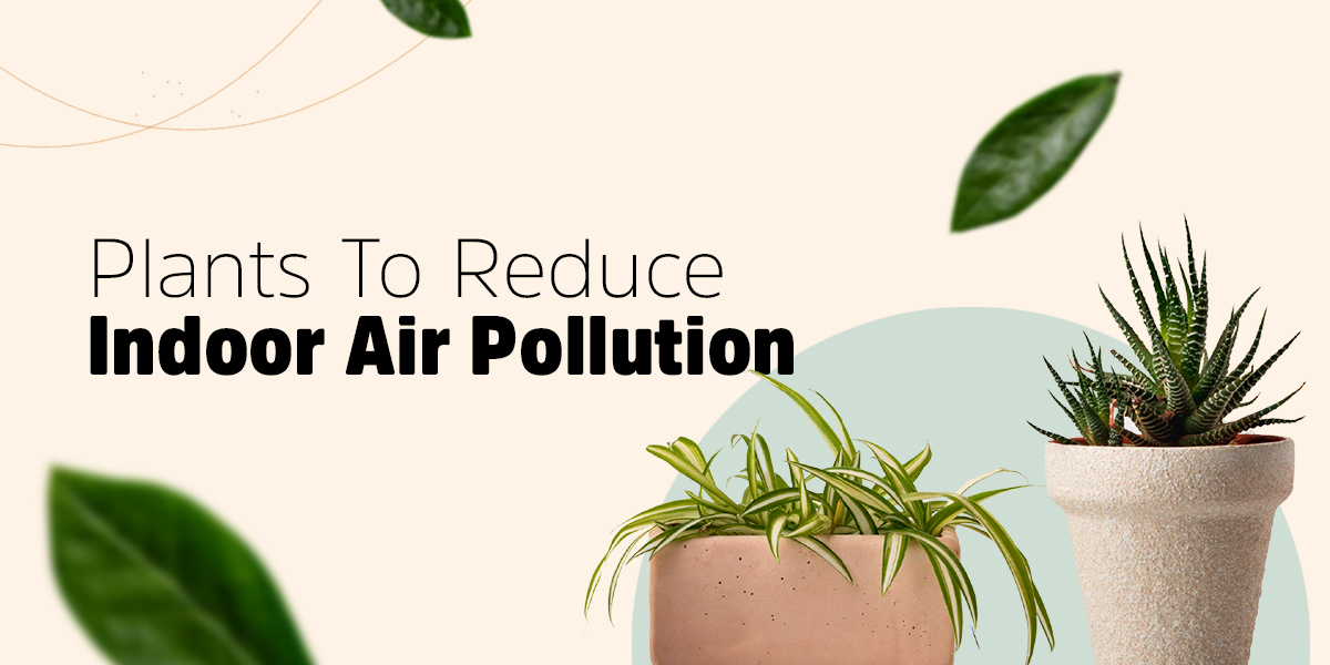 Top 10 Plants To Reduce Indoor Air Pollution